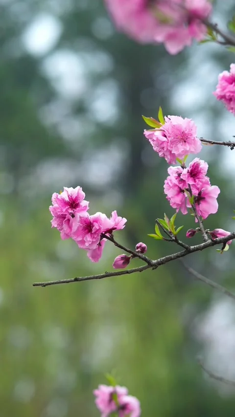 Vertical Warm Golden Hour Light Backlighting Three Pink Peach Blossoms Stock Footage 331482904