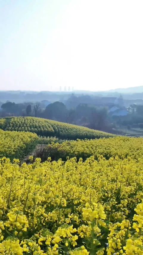 Vertical Warm Golden Hour Light on Yellow Rapeseed Blossoms Stock Footage 331483633