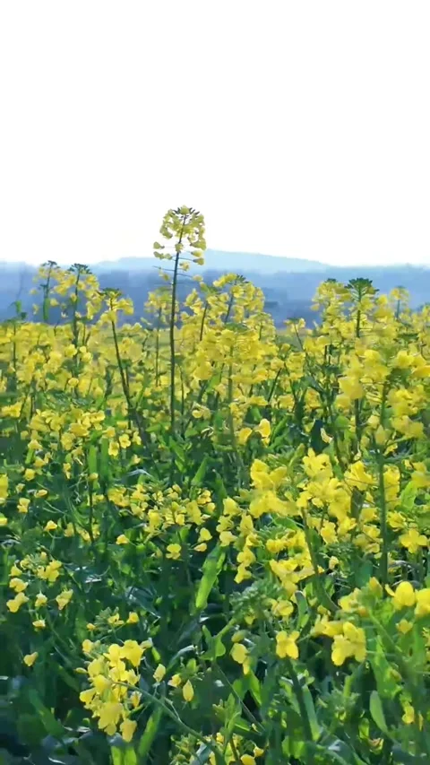 Vertical Warm Golden Hour Light on Yellow Rapeseed Fields and Blue Sky Stock Footage 331546658