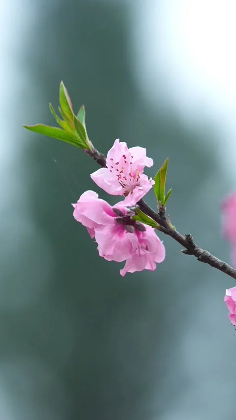 Vertical Warm Sunlight Backlighting Two Pink Peach Blossoms Stock Footage 331423352