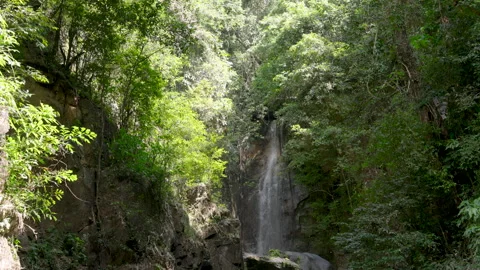 Vertical waterfall descending gracefully through dense tropical foliage in Stock Footage 323907413