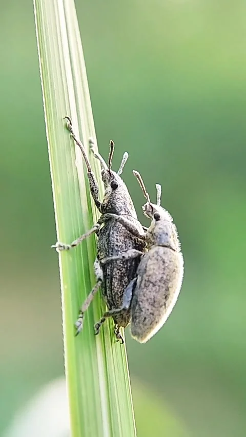 Vertical Weevils Mating on Green Leaf Agricultural Pest Macro FHD Stock Footage 321071606