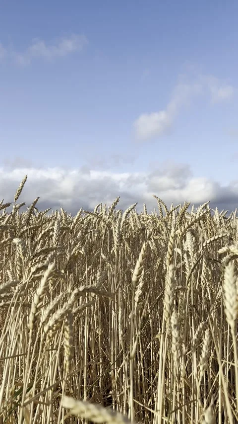 Vertical Wheat Field Close-Up with Blue Sky, Story Background Stock Footage 313380760