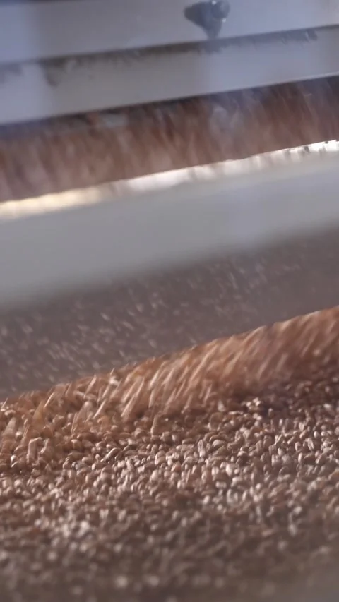 Vertical. Wheat grains are cleaning and sieving by vibration, modern mills. Video stock 320320520