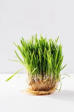 Vertical Wheatgrass Sprouts with Roots on White Background Stock Photos