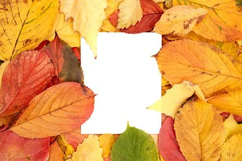 Vertical white card leaf, partially covered with leaves, lies against the Stockfoto's
