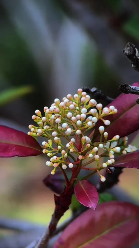 Vertical White Flower Buds Red Leaves Native China Lens Stock Footage 333571804