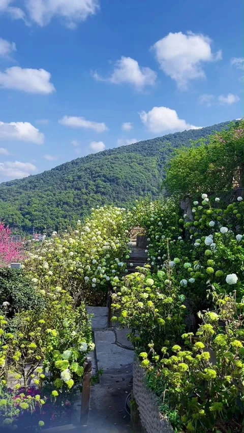 Vertical White Flowers Blooming At Mountain Peak Park Video stock 334016785