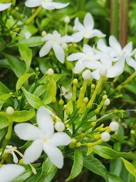 Vertical White Jasmine Buds with Tiny Ant Detail Stock Photos
