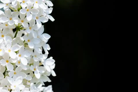 Vertical white lilac on black Stock Photos