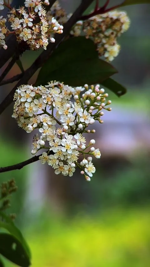Vertical White Macro Flowers Native China Lens Vídeos de archivo 333562575