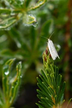 Vertical white moth resting on deep green plants with dew drops Stock Photos