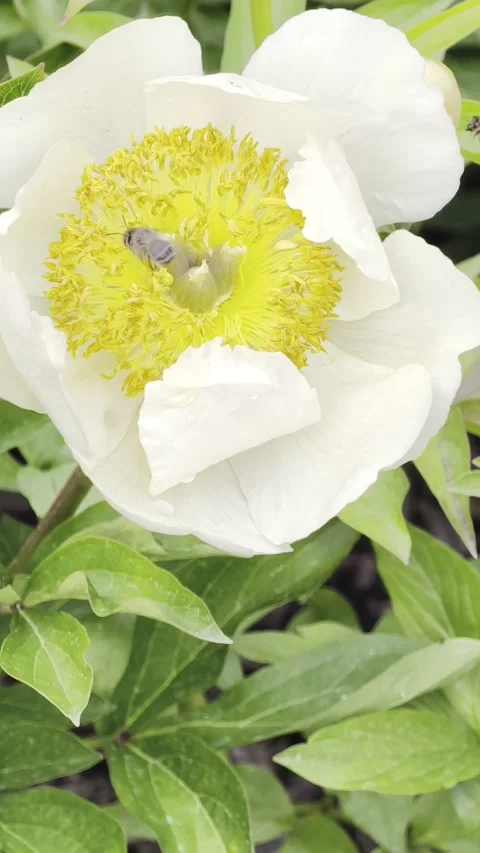 Vertical White Peony Flower With Bees Pollinating in Slow Motion 4K 库存影片 334863185