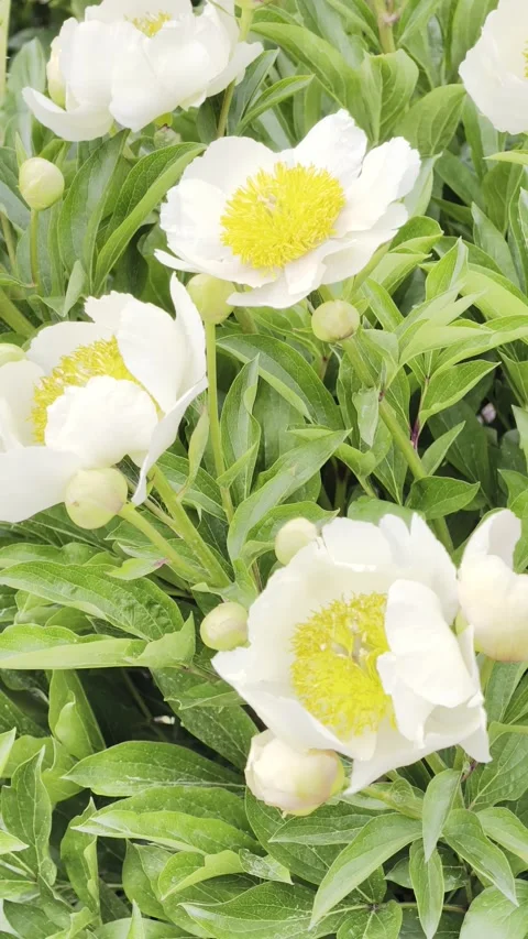 Vertical White Peony Flowers Blooming in Garden Slow Motion 4K Stock-Footage 334863181