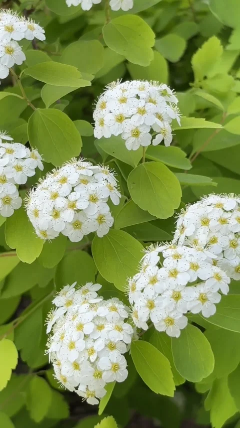 Vertical White Spiraea Blossom Close Up China Stock-Footage 335255476
