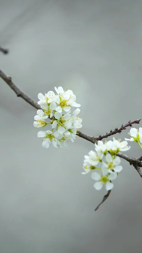 Vertical White Spring Blossoms on Branch Видео 332748266