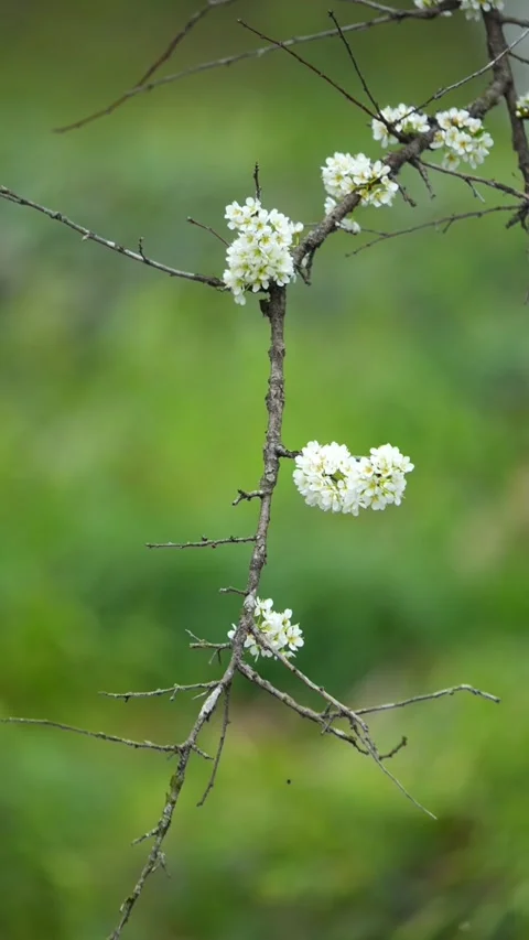 Vertical White Spring Blossoms on Tree Branch 스톡 동영상 334772557