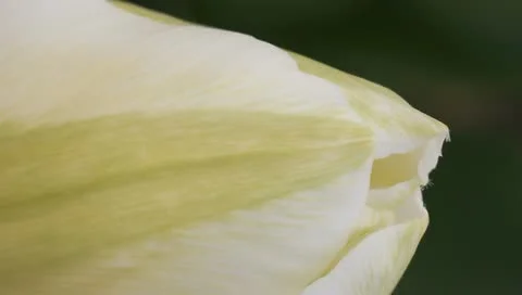 Vertical white tulip Stock Footage 11019801