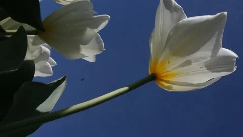 Vertical white tulips Stock Footage 11019806