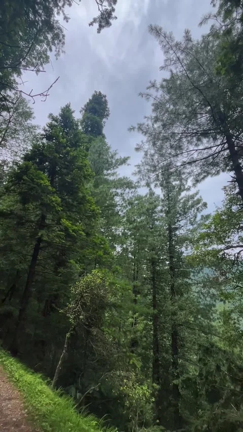 Vertical Wide Angle Forest View in Khanspur Ayubia Pakistan | Dirt Track  Stock Footage 345395021