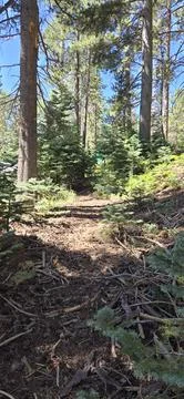 A vertical wide-angle shot of a rugged forest Stock Photos