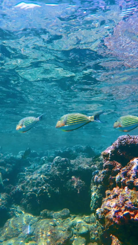 Vertical Wide Angle View Of Tropical Fish Among Large Underwater Rocks Stock Footage 329702099