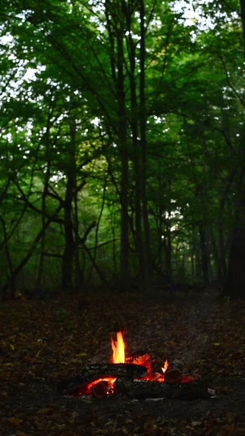 Vertical wide view of campfire burning in deep forest wood flame Stock Footage 345716495
