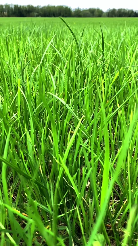 Vertical wiev of the grass swaying in the wind in slow motion Stock Footage 139018314