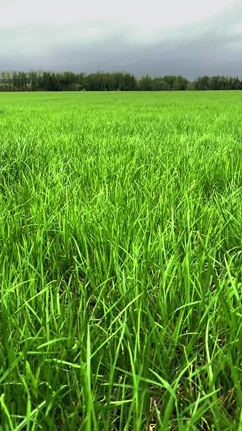 Vertical wiev of the grass swaying in the wind in slow motion Video stock 139018331