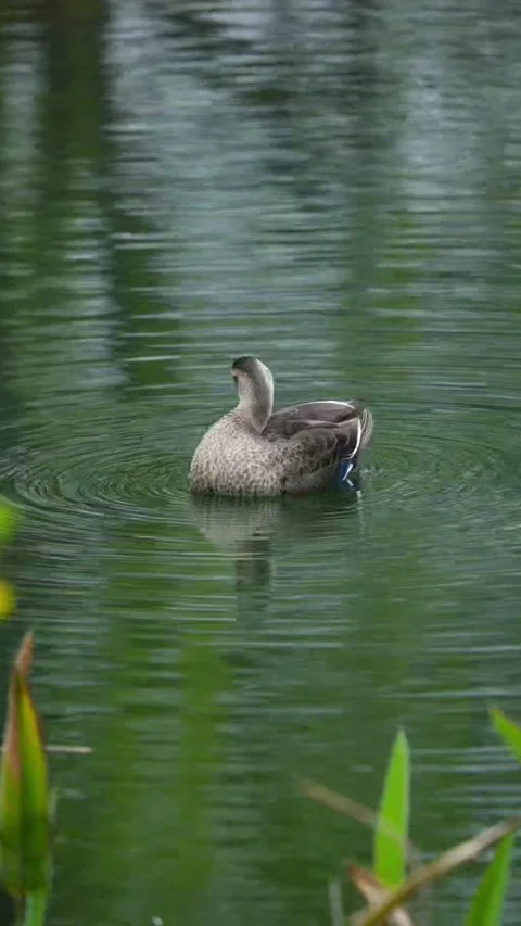 Vertical Wild Duck Cleaning Feathers on Pond Видео 334772553