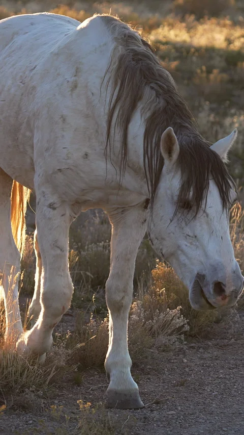 Vertical of a wild horses snorting in slow motion 動画素材 320667081