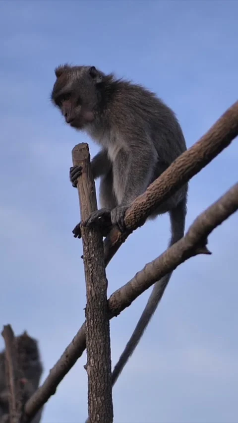 Vertical of Wild monkeys on top of a volcano on a tropical island. Stock Footage 278481595
