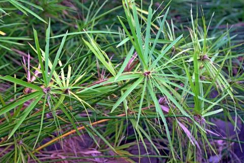 Vertical wild trees growing on the riverbed and weeds on the left side Stock Photos