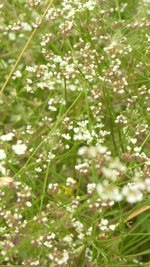 Vertical Wild White Flowers in Summer Meadow 動画素材 314222404