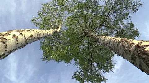 Vertical Wind Blown Beech Tree Video Stock Footage 50012376