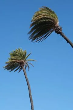 Vertical of Wind Blown Palm Trees Blue Sky Tropical Nature Low Angle Photos