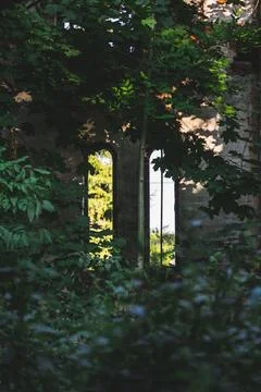 A vertical window in an abandoned old house. Thickets Stock Photos