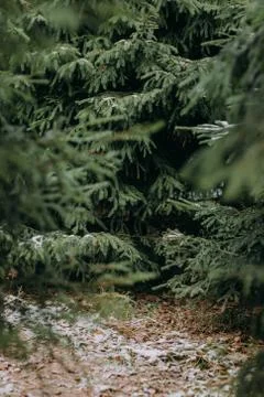 Vertical winter background with green trees Stock Photos