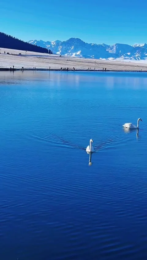 Vertical Winter Blue Alpine Lake with Swimming White Swans and Snowy Mountai Video stock 327101749