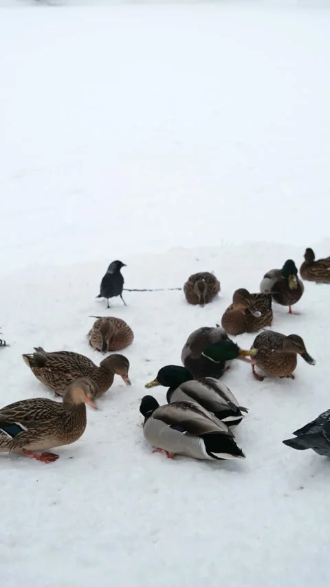 Vertical winter feeding of ducks and pigeons on snow wildlife winter Stock Footage 327678394