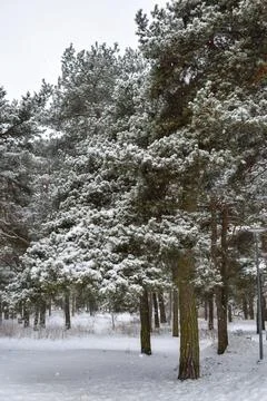 Vertical winter forest with snow covered pine trees and snow covered ground Stock Photos