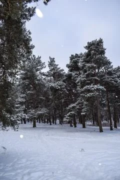 Vertical winter forest with snow covered pine trees and snow covered ground Stock Photos