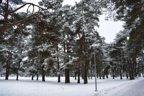 Vertical winter forest with snow covered pine trees and snow covered ground Stock Photos