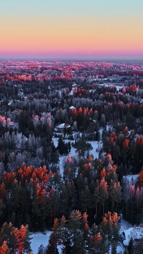 Vertical winter forest at sunset with pink sky and snowy trees view Stock Footage 330910316