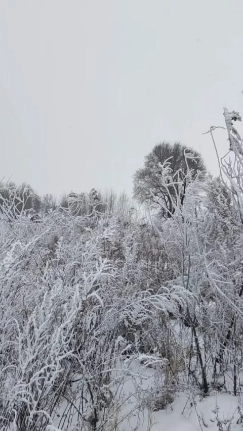 Vertical Winter Nature Scene Falling Snow and Wind Blowing Frosty Branches Video stock 327106332