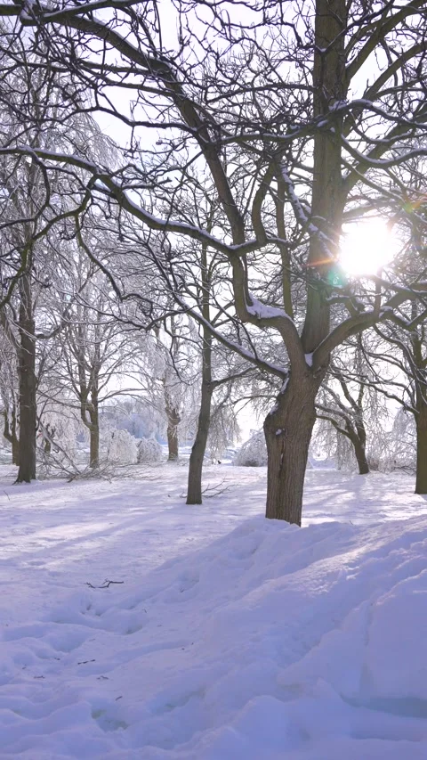 Vertical winter park with bare trees icy branches and low sun Niagara Stock Footage 342331203
