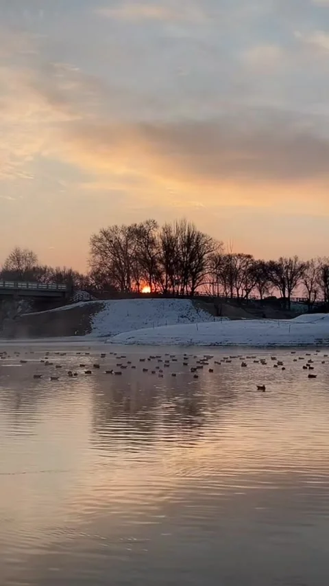 Vertical Winter Sunset River Landscape with Swimming Wild Ducks and Snow Video stock 327106104