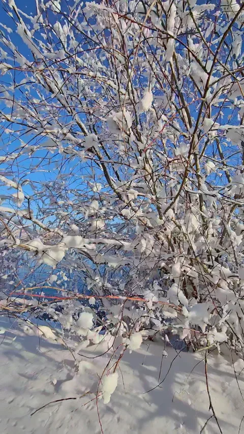 Vertical. Winter. View from the car. Snowy park Stock Footage 267404870