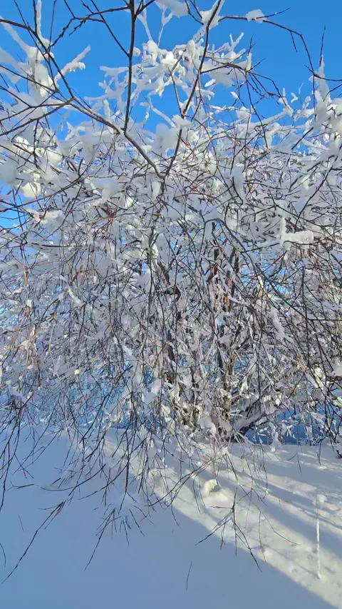 Vertical. Winter. View from the car. Snowy park Stock Footage 267404900