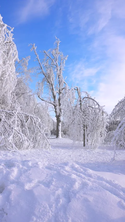 Vertical Winter View Of Snow Covered Park With Heavily Frosted Trees Stock-Footage 342331372